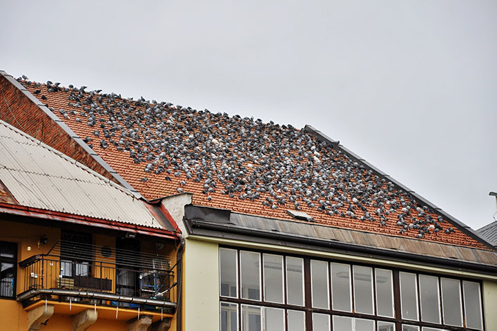 A2B Pest Control are able to install spikes to deter birds from roofs in Appleton. 
