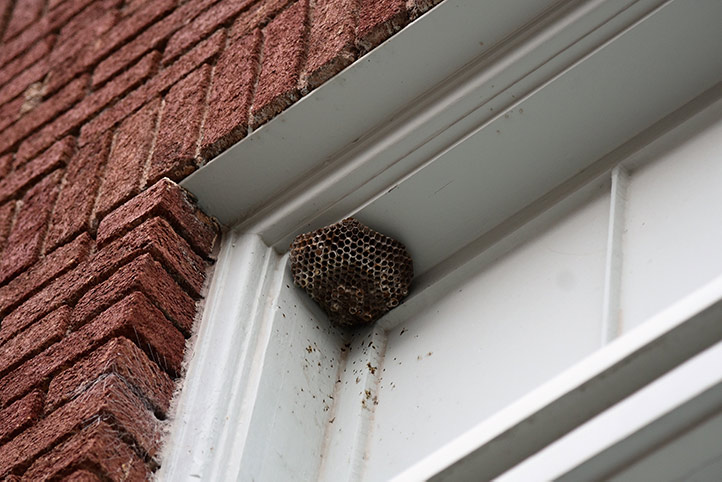 We provide a wasp nest removal service for domestic and commercial properties in Appleton.